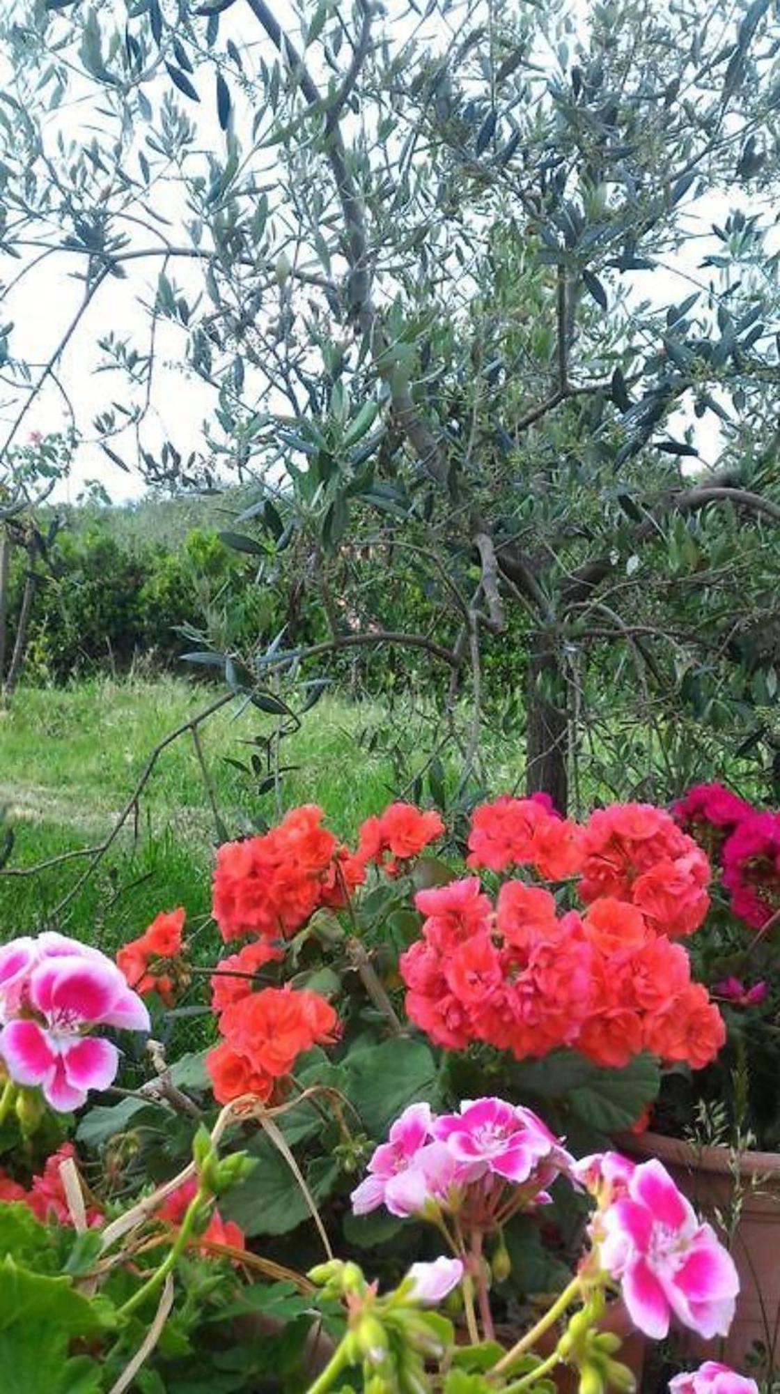 La Mandriana Villa Massa Marittima Bagian luar foto