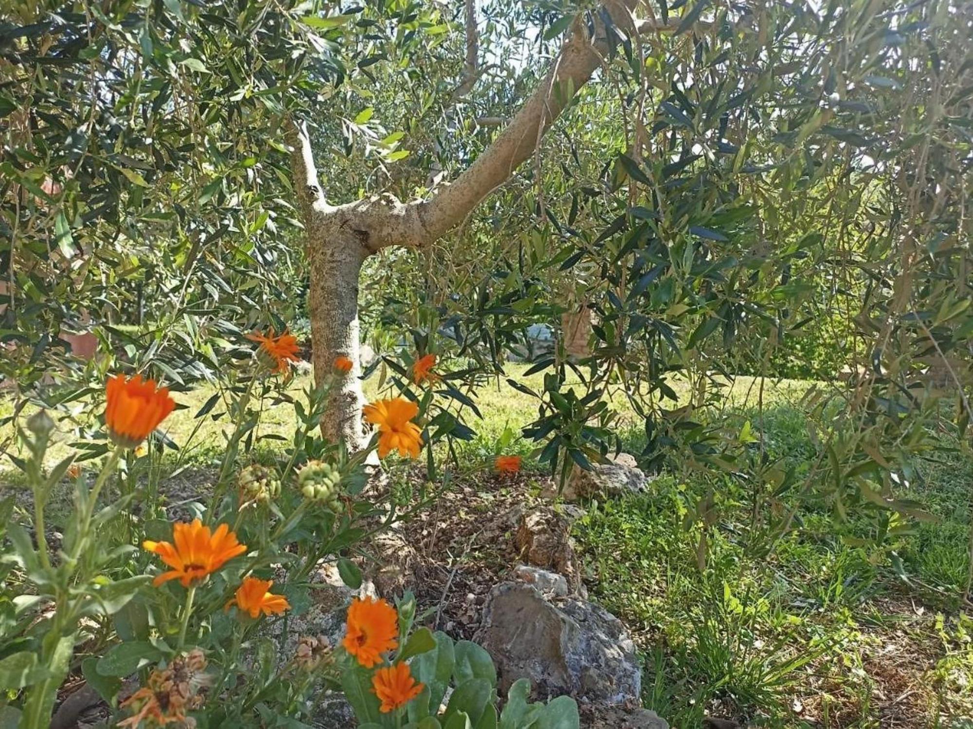 La Mandriana Villa Massa Marittima Bagian luar foto