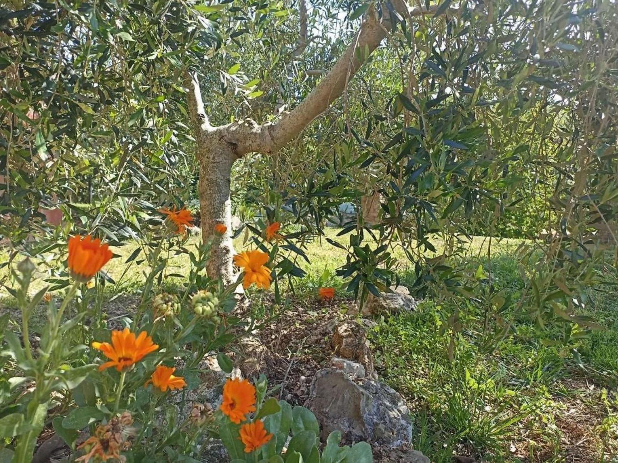 La Mandriana Villa Massa Marittima Bagian luar foto